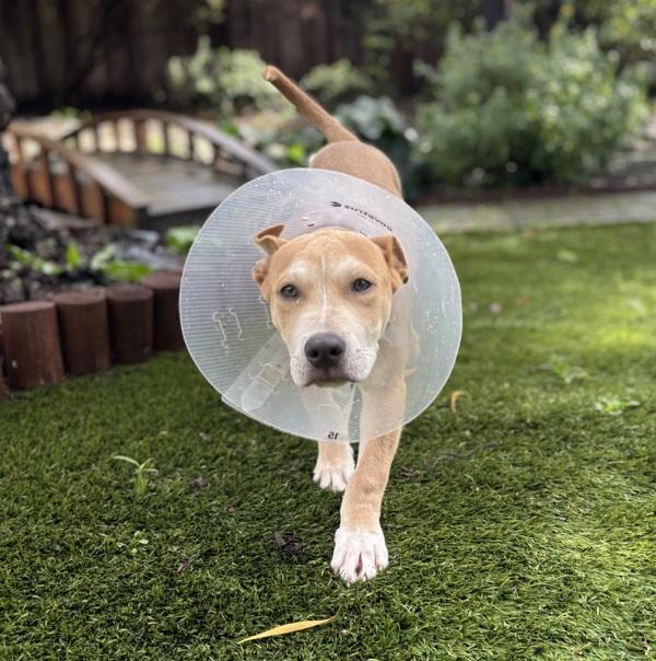 Cerulean — thumbnail 3