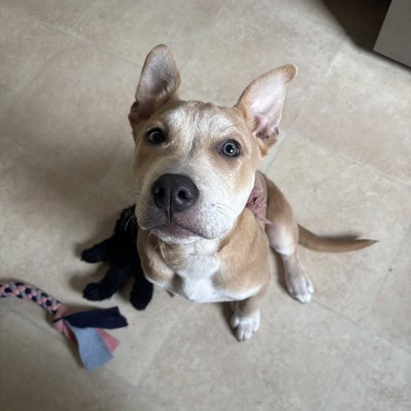 Cerulean — thumbnail 4