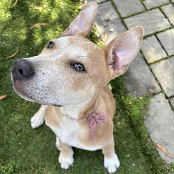 Cerulean — thumbnail 6