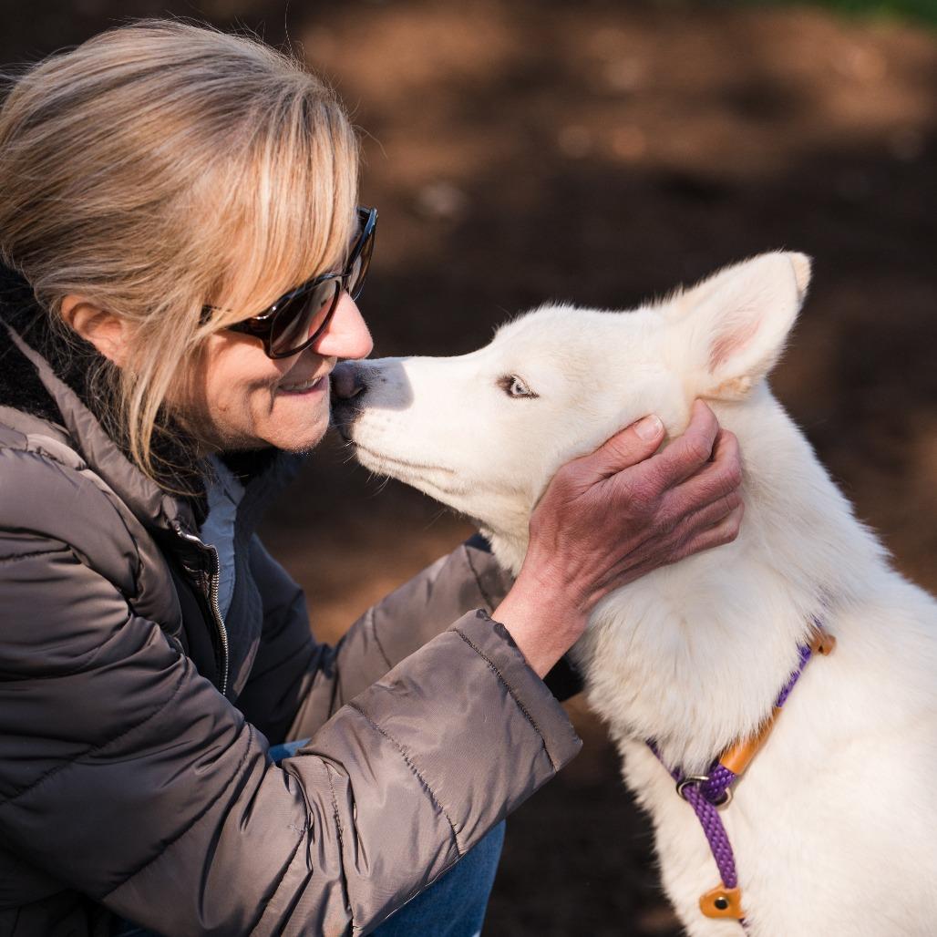 Enlarge Ghost, an adopted Husky in Chester Springs, PA image 4/6