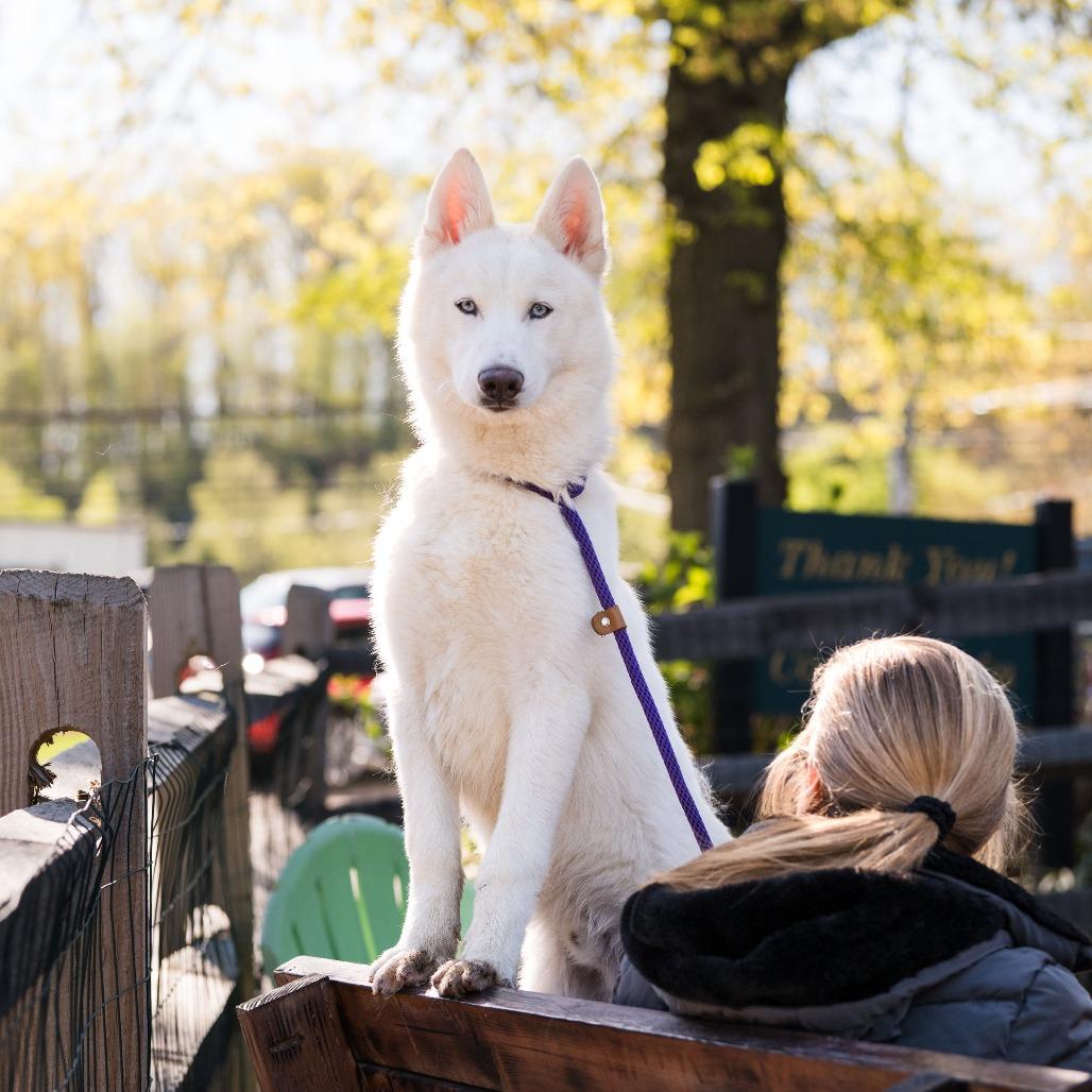 Enlarge Ghost, an adopted Husky in Chester Springs, PA image 1/6