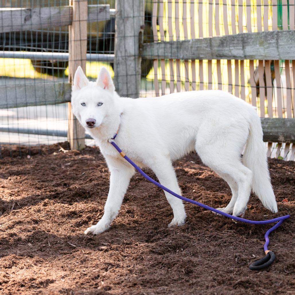 Enlarge Ghost, an adopted Husky in Chester Springs, PA image 3/6