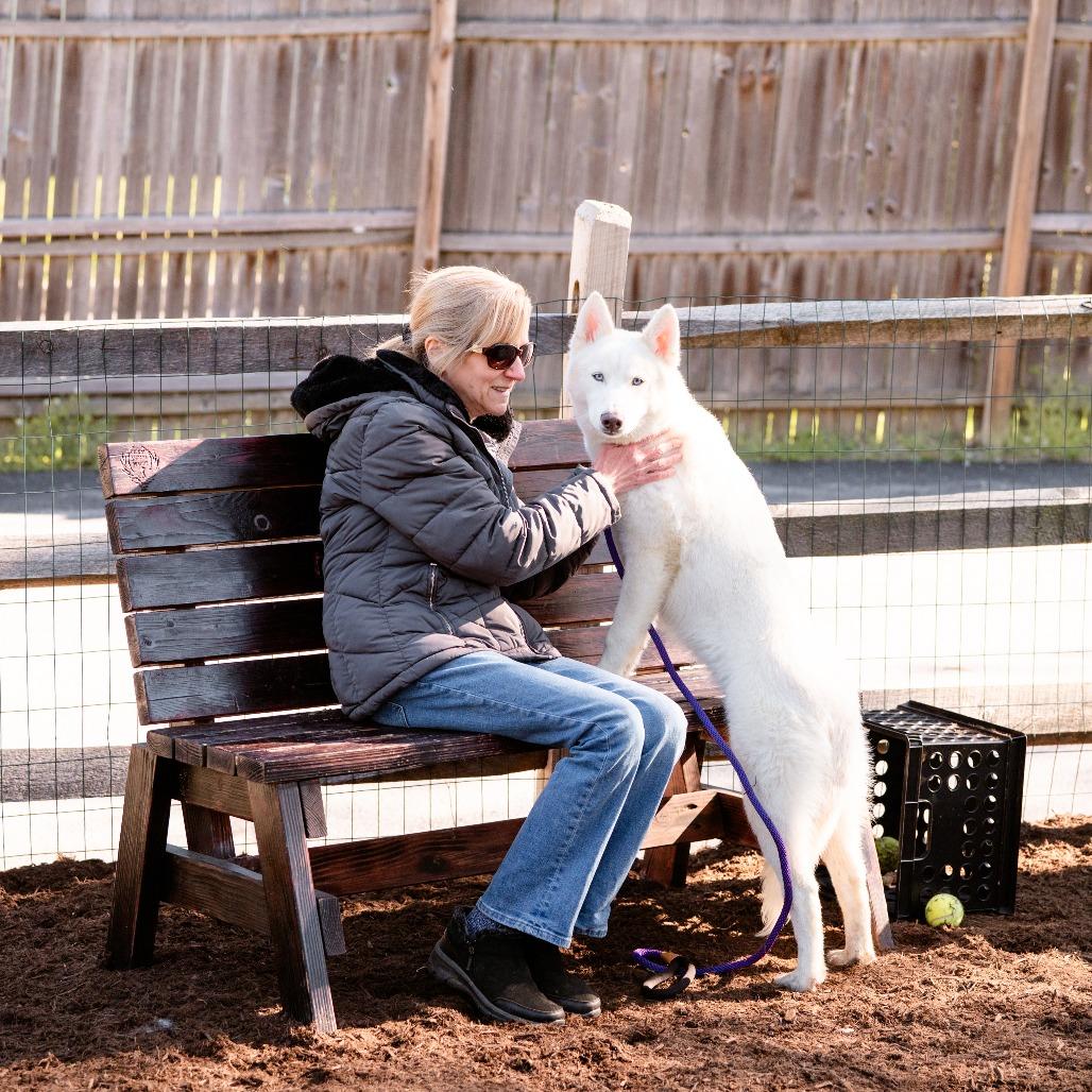 Enlarge Ghost, an adopted Husky in Chester Springs, PA image 5/6