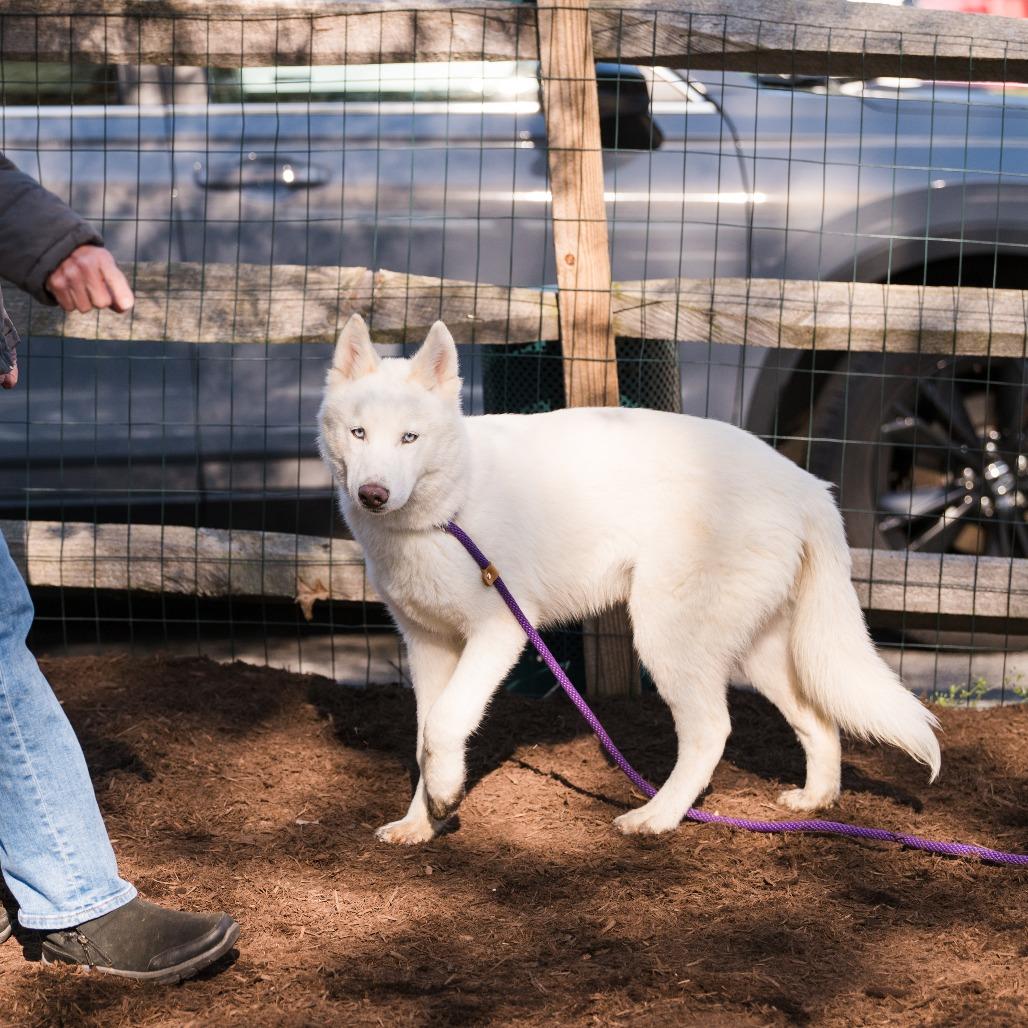 Enlarge Ghost, an adopted Husky in Chester Springs, PA image 2/6