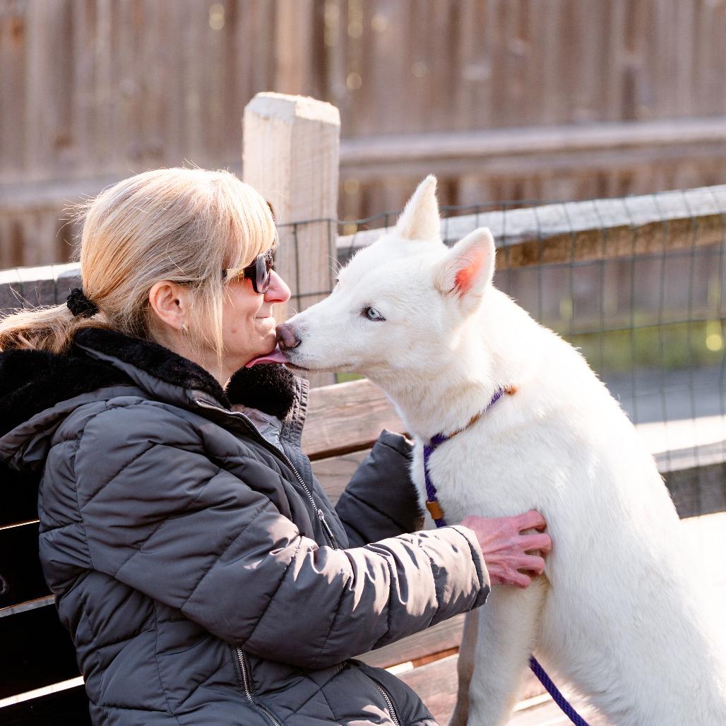 Enlarge Ghost, an adopted Husky in Chester Springs, PA image 6/6