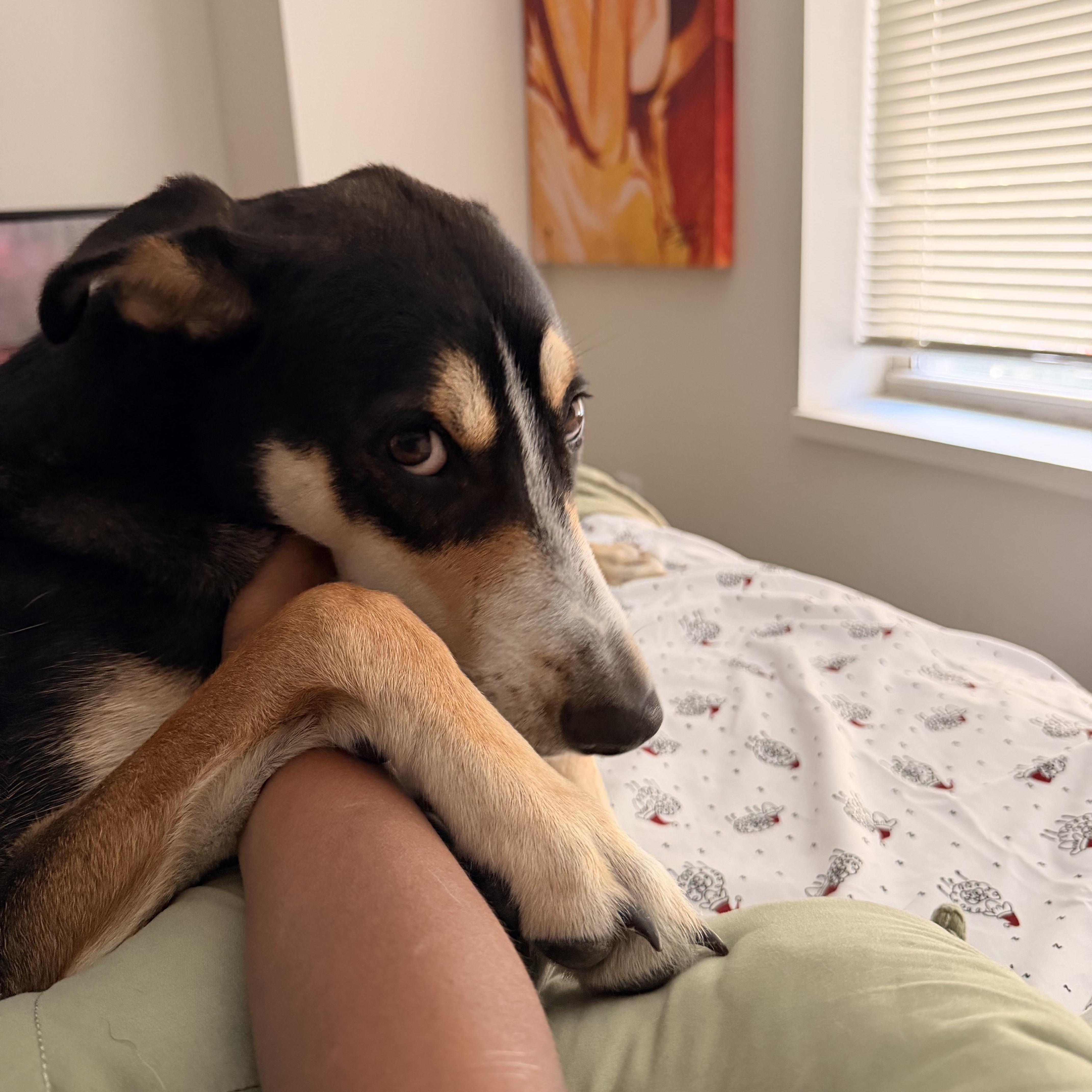 Enlarge Myles, an adoptable mixed breed in Weston, MA image 4/6