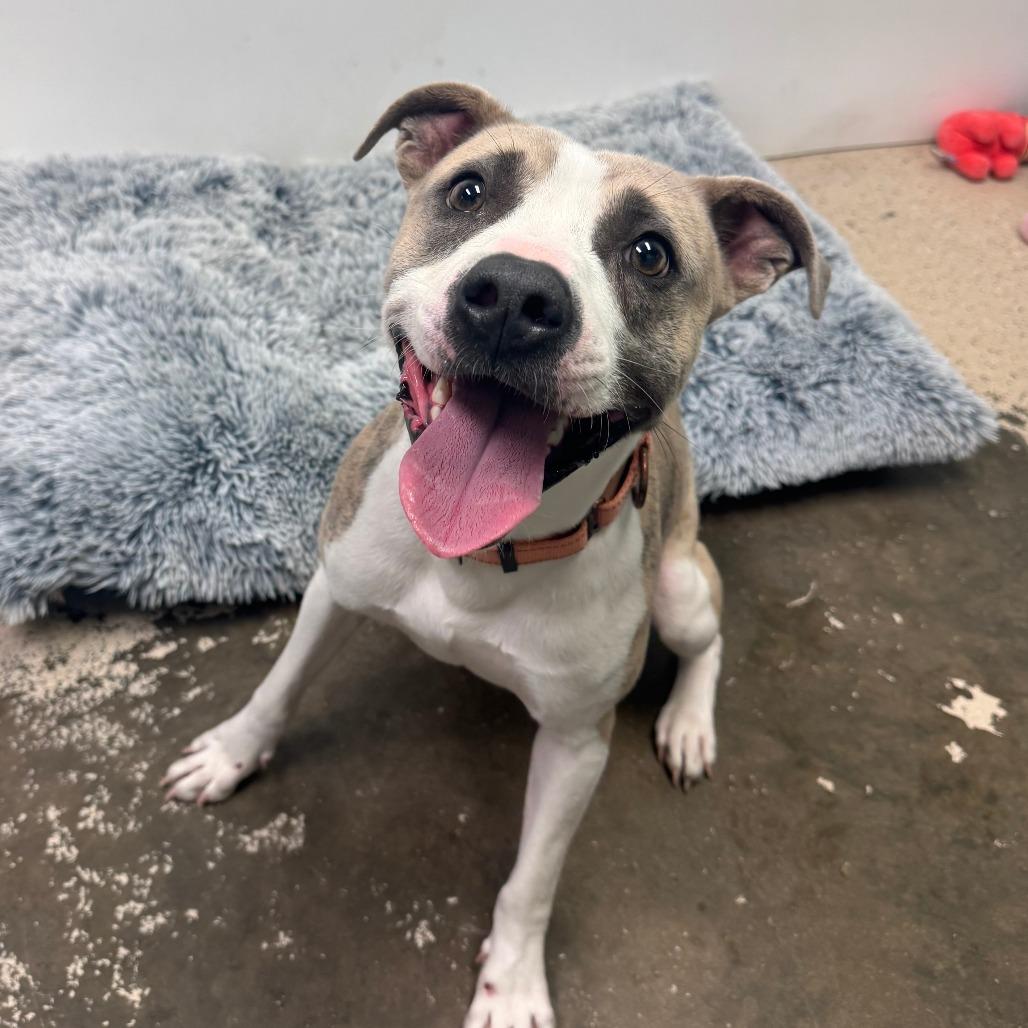 Callum, Adoptable, Young Male Pit Bull Terrier.