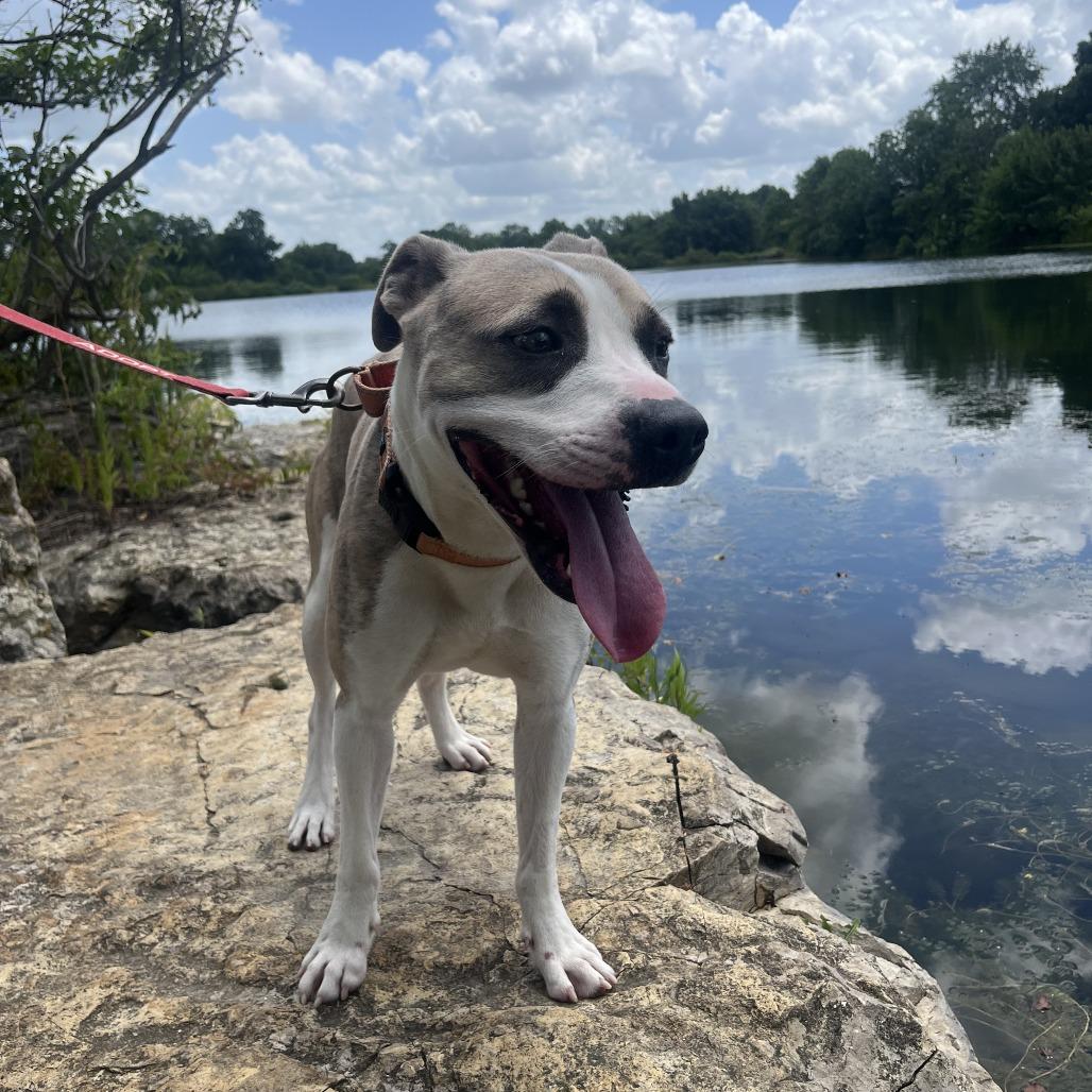 Enlarge Callum, a Adoptable Pit Bull Terrier in Columbia, MO image 2/6
