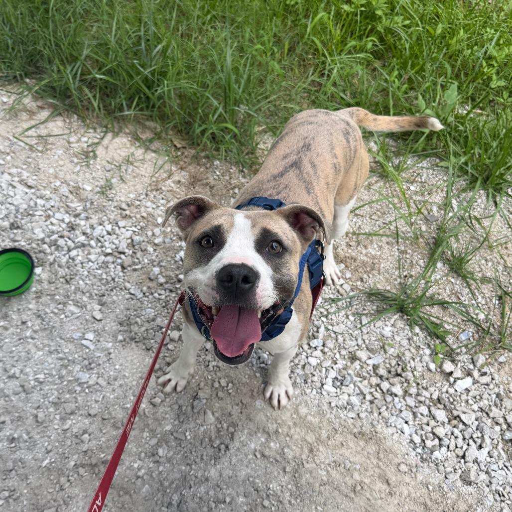 Enlarge Callum, a Adoptable Pit Bull Terrier in Columbia, MO image 3/6