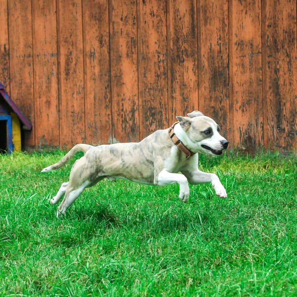 Enlarge Callum, a Adoptable Pit Bull Terrier in Columbia, MO image 4/6