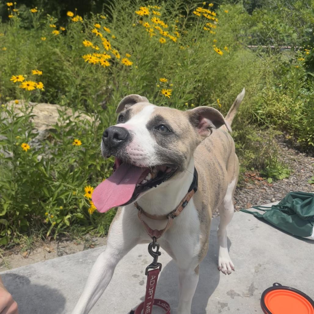 Enlarge Callum, a Adoptable Pit Bull Terrier in Columbia, MO image 5/6