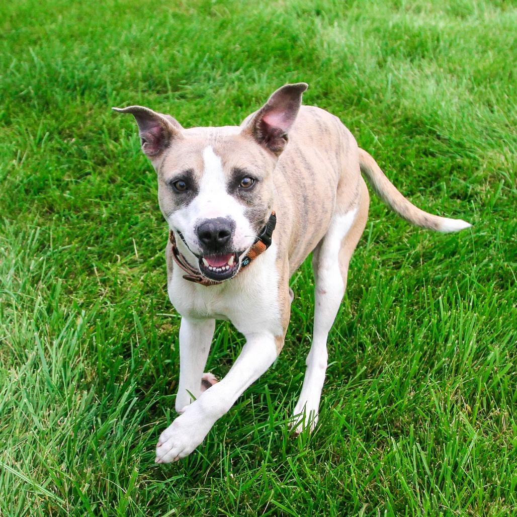 Enlarge Callum, a Adoptable Pit Bull Terrier in Columbia, MO image 6/6