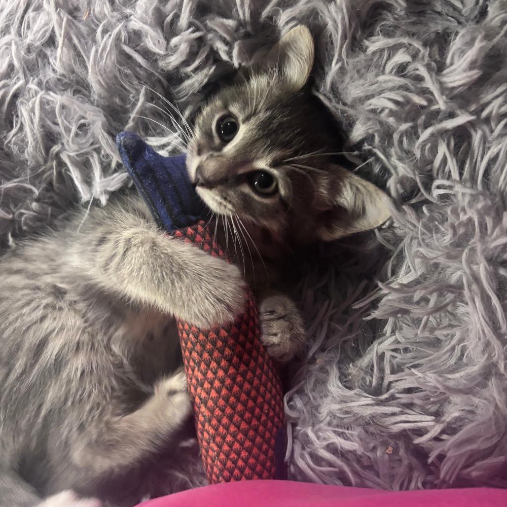 Enlarge Buzz Lightyear C12662, a Adoptable Domestic Short Hair in Woodbury, MN image 3/4