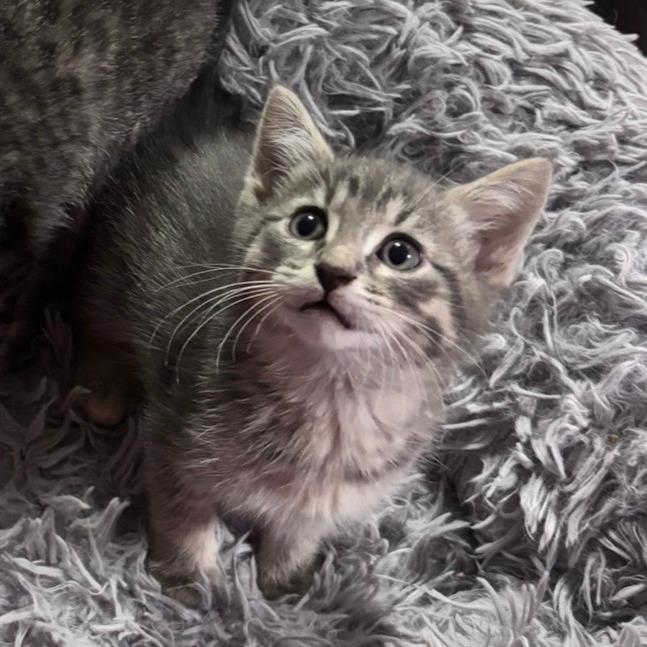 Buzz Lightyear C12662, Adoptable, Kitten Male Domestic Short Hair.