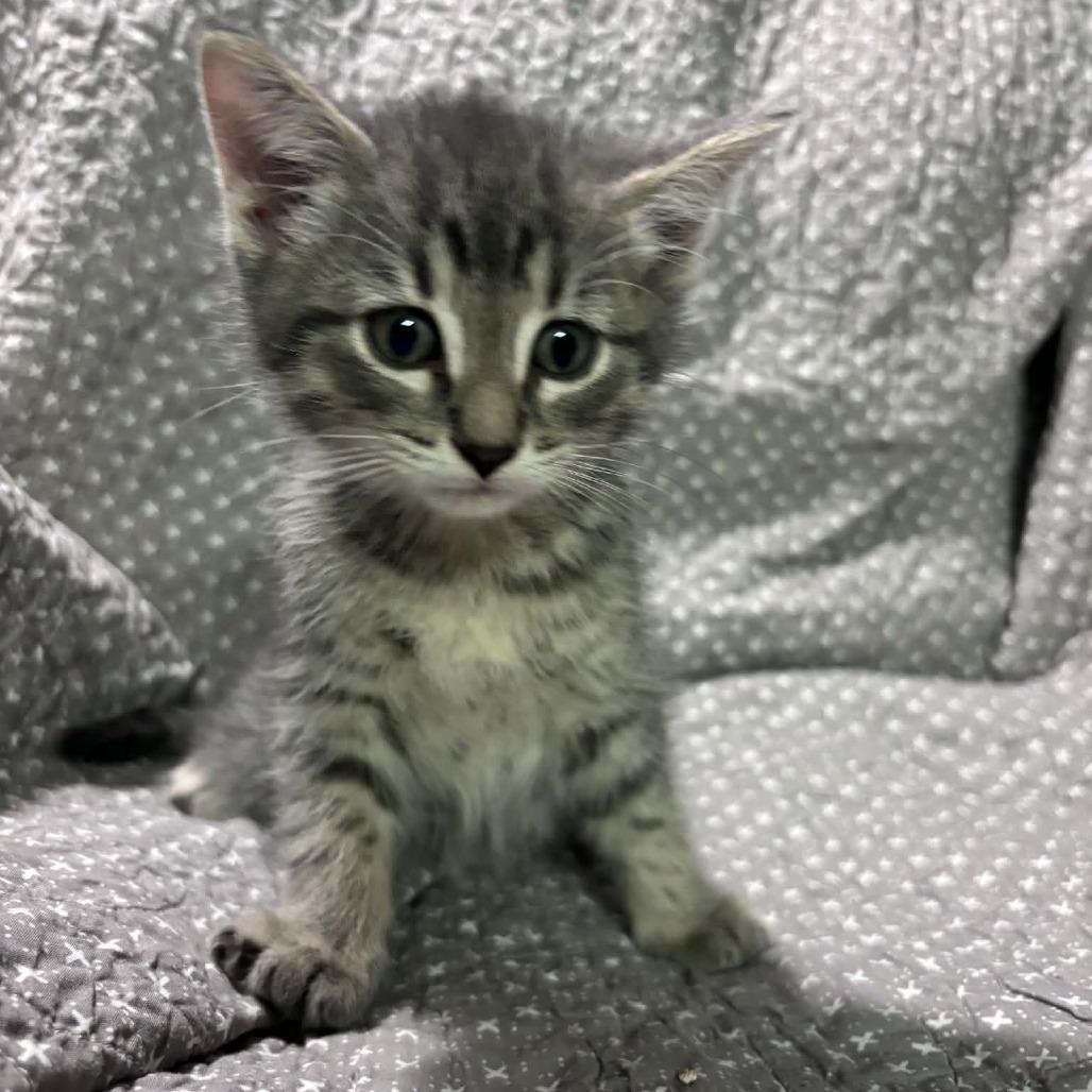 Enlarge Buzz Lightyear C12662, a Adoptable Domestic Short Hair in Woodbury, MN image 4/4