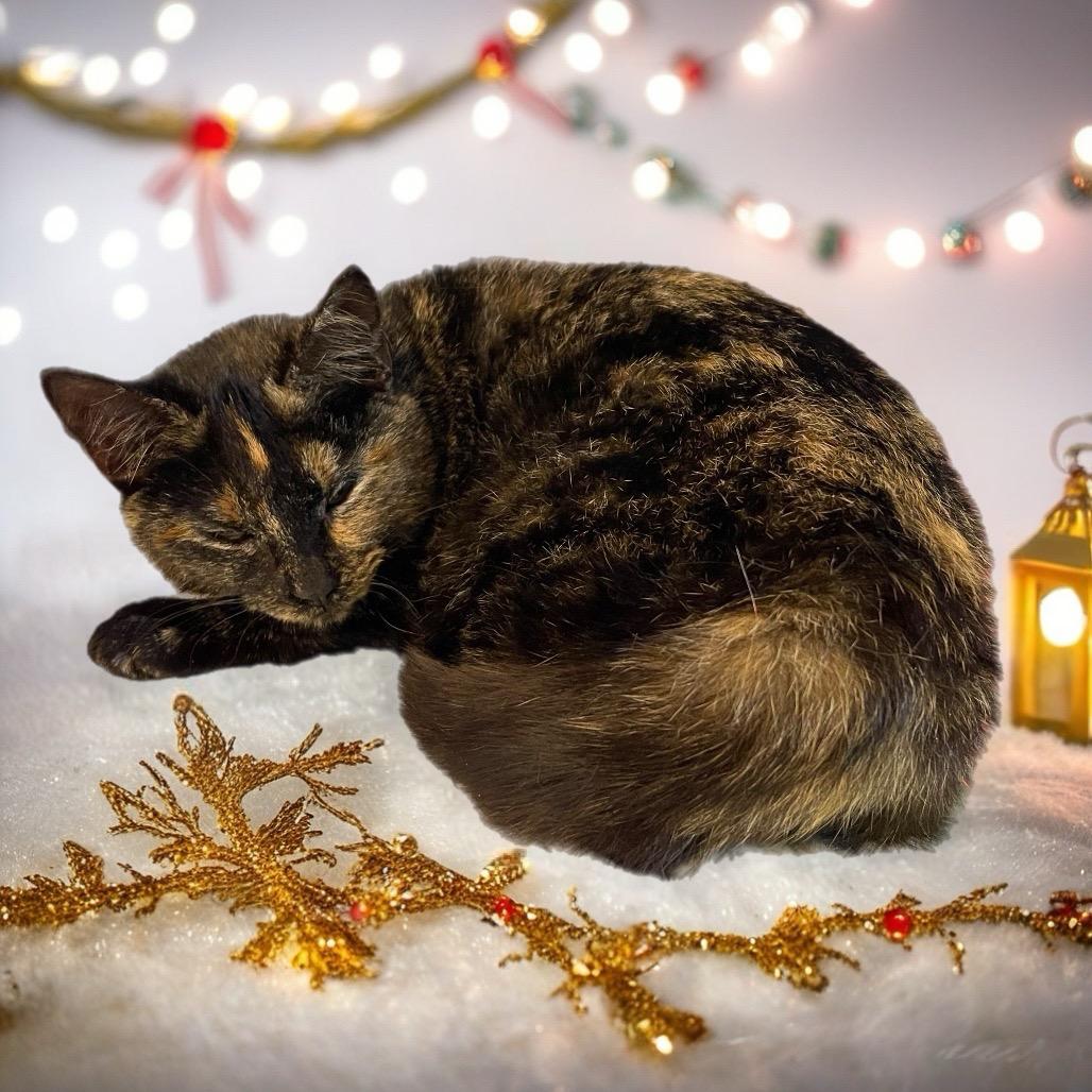 Harmony, Adoptable, Young Female Domestic Short Hair.