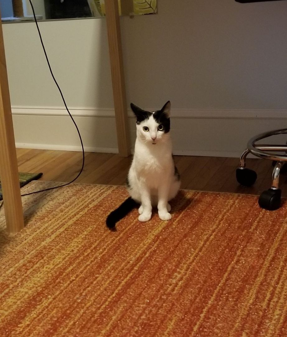 Enlarge Nike, a Adoptable Domestic Short Hair in Bel Air, MD image 4/5