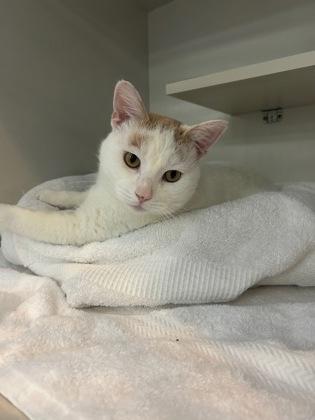 Kobi, ADOPTABLE, Adult Male Domestic Short Hair.