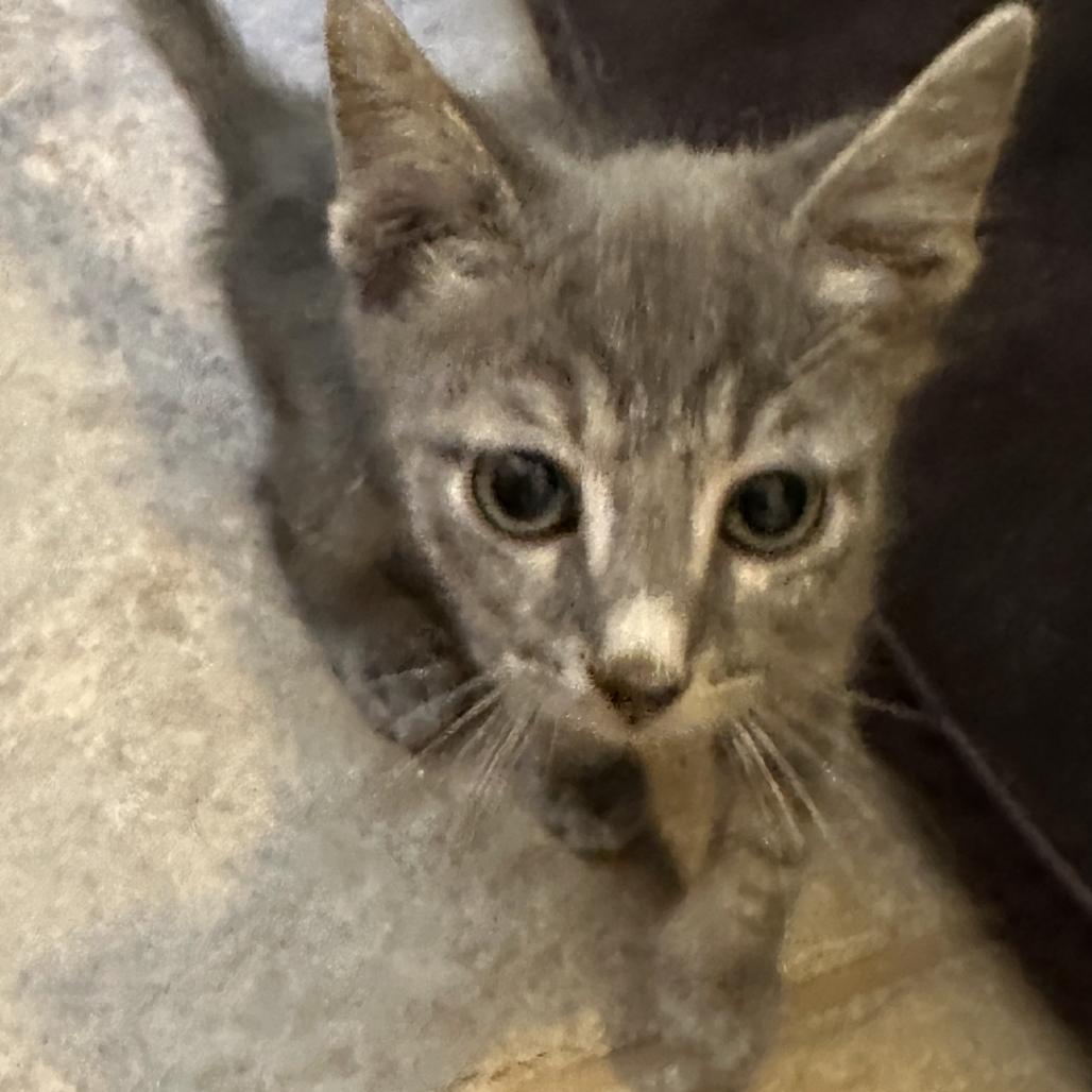 Tobi, Adoptable, Kitten Male Domestic Short Hair.