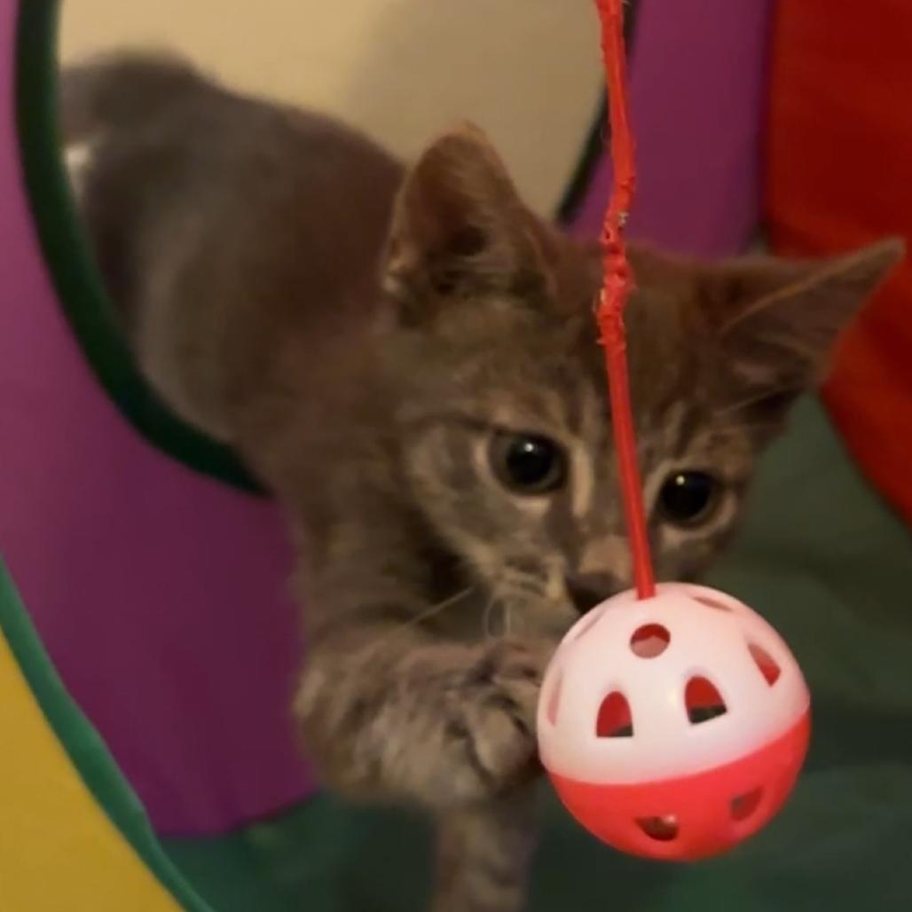 Enlarge Tobi, a Adoptable mixed breed in Las Vegas, NV image 2/6