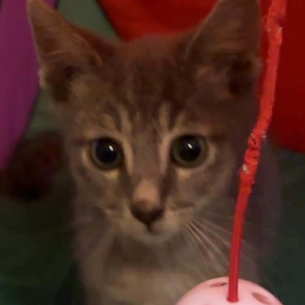 Enlarge Tobi, a Adoptable mixed breed in Las Vegas, NV image 3/6