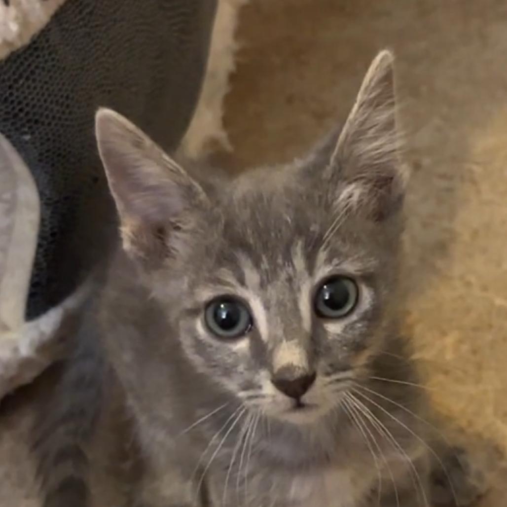 Enlarge Tobi, a Adoptable mixed breed in Las Vegas, NV image 4/6