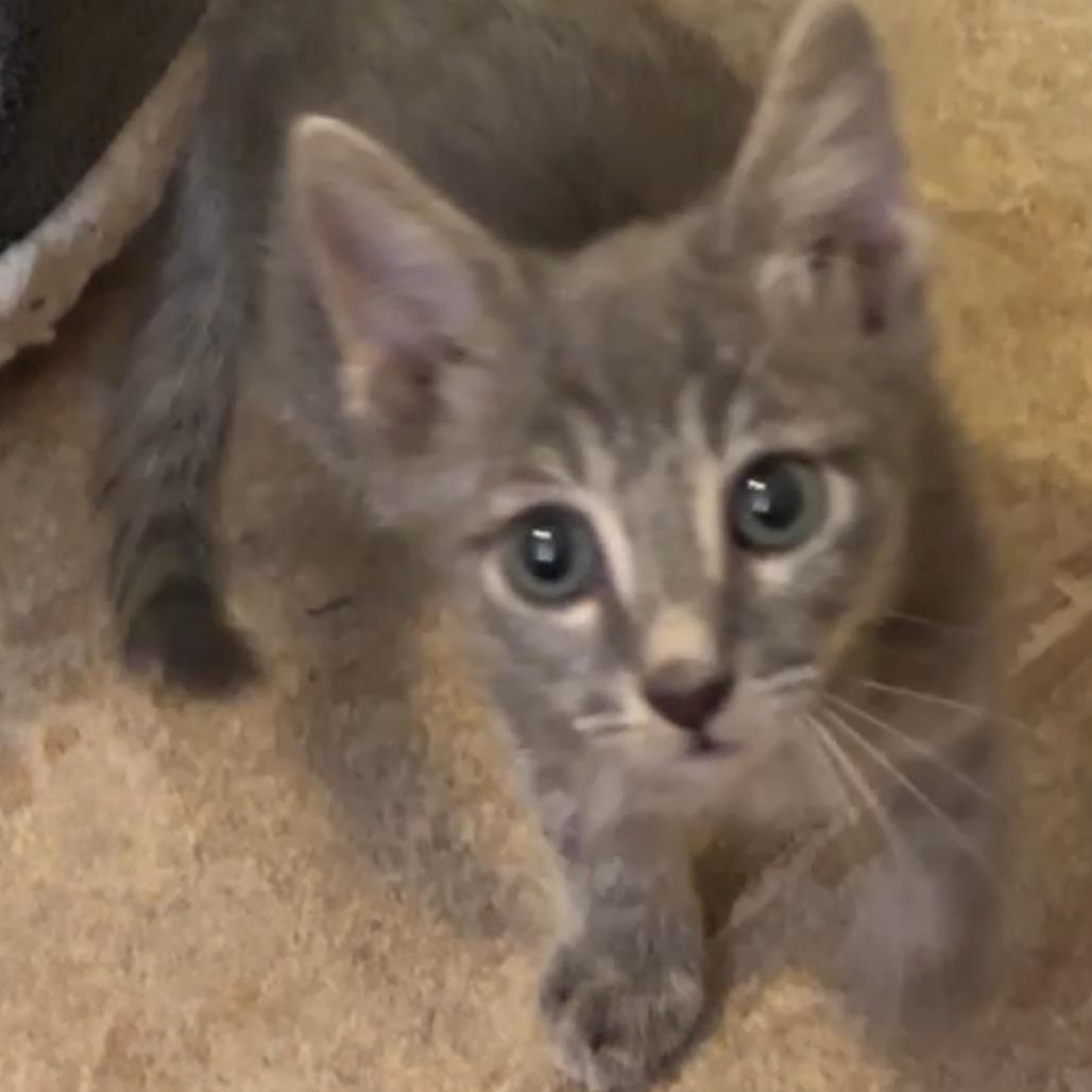 Enlarge Tobi, a Adoptable mixed breed in Las Vegas, NV image 5/6