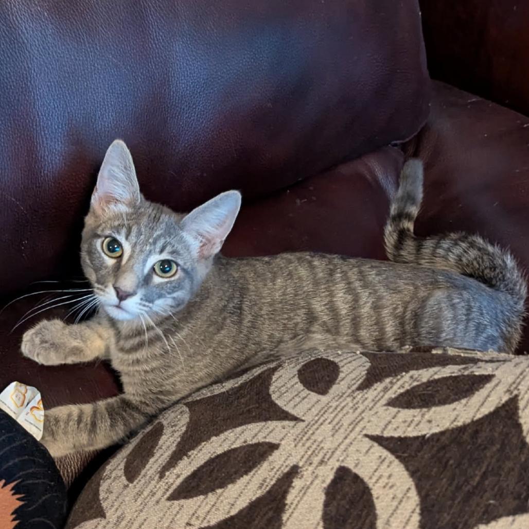 Enlarge Tobi, a Adoptable mixed breed in Las Vegas, NV image 6/6