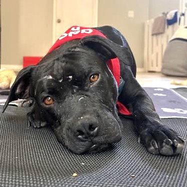 Griffin, Adoptable, Young Male Pit Bull Terrier.