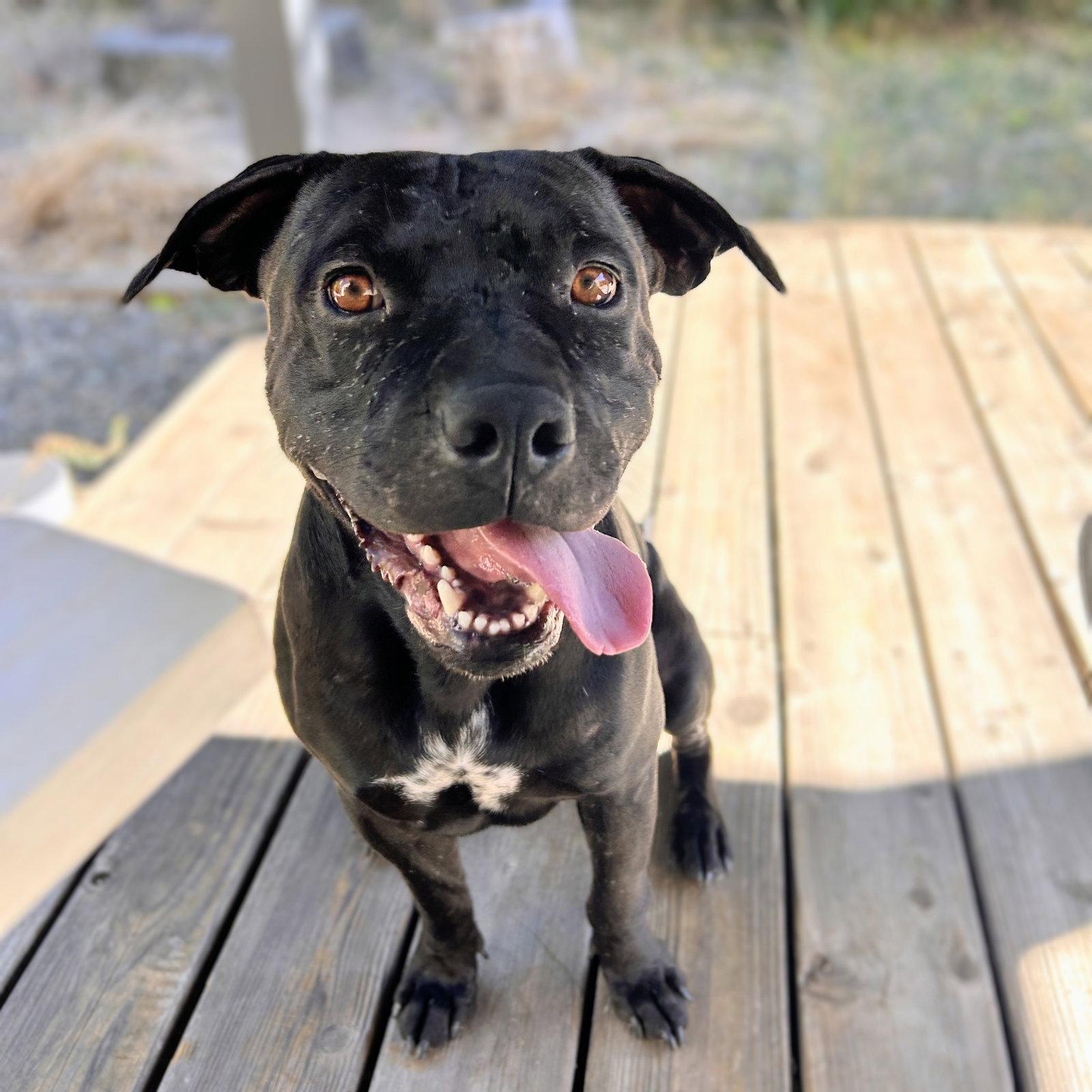 Enlarge Griffin, a Adoptable Pit Bull Terrier in Oakland, CA image 2/3