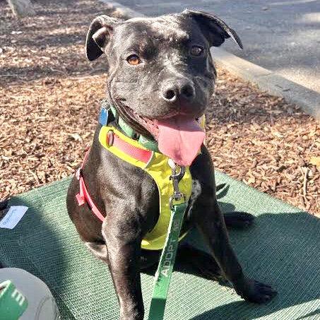 Enlarge Griffin, a Adoptable Pit Bull Terrier in Oakland, CA image 3/3