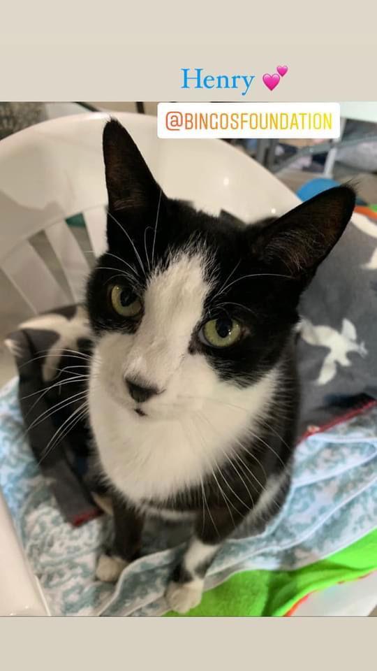 Henry, Adoptable, Adult Male Domestic Short Hair.