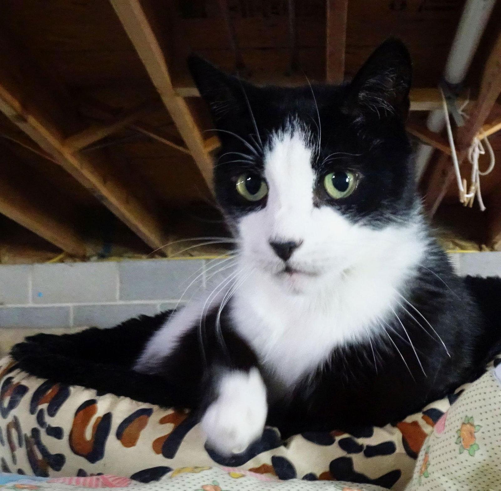 Henry, a Adoptable Domestic Short Hair in Penndel, PA image 3/6