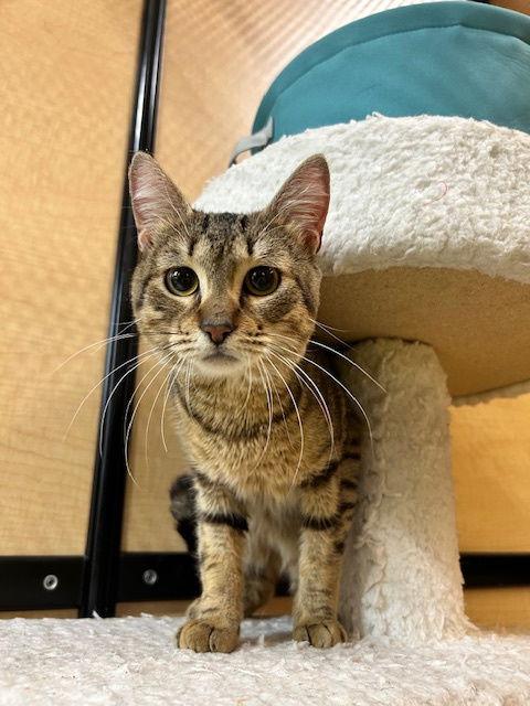 O'Mally, Adoptable, Adult Male Domestic Short Hair.