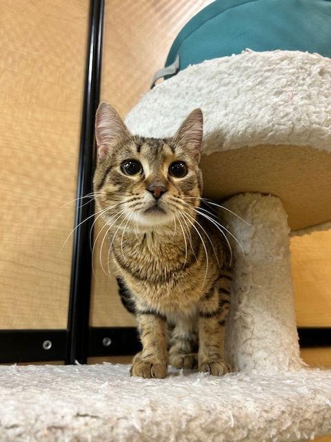 Enlarge O'Mally, a Adoptable Domestic Short Hair in Rowlett, TX image 2/2