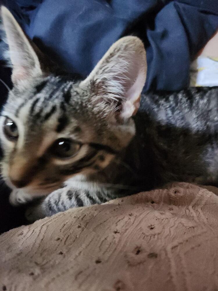 Mr Peabody, Adoptable, Kitten Male Domestic Short Hair.