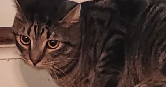 Enlarge Mr Peabody, a Adoptable Domestic Short Hair in Salisbury, NC image 2/2