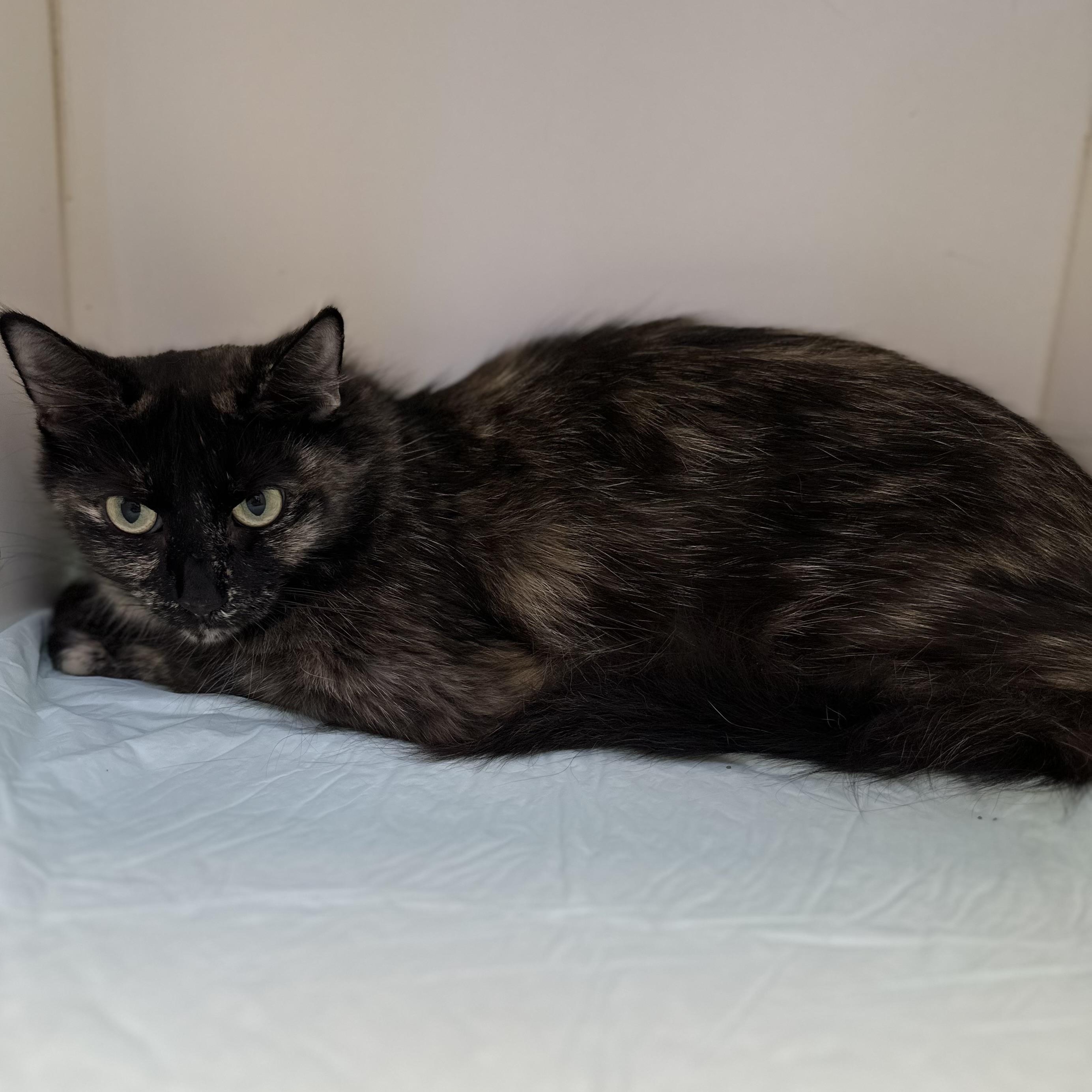 Harriet (ID 47593/ 2361)