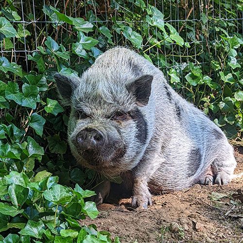 Enlarge Otie, a Adoptable Pot Bellied in Sultan, WA image 1/6