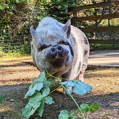 Enlarge Otie, a Adoptable Pot Bellied in Sultan, WA image 2/6