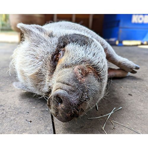 Enlarge Otie, a Adoptable Pot Bellied in Sultan, WA image 3/6