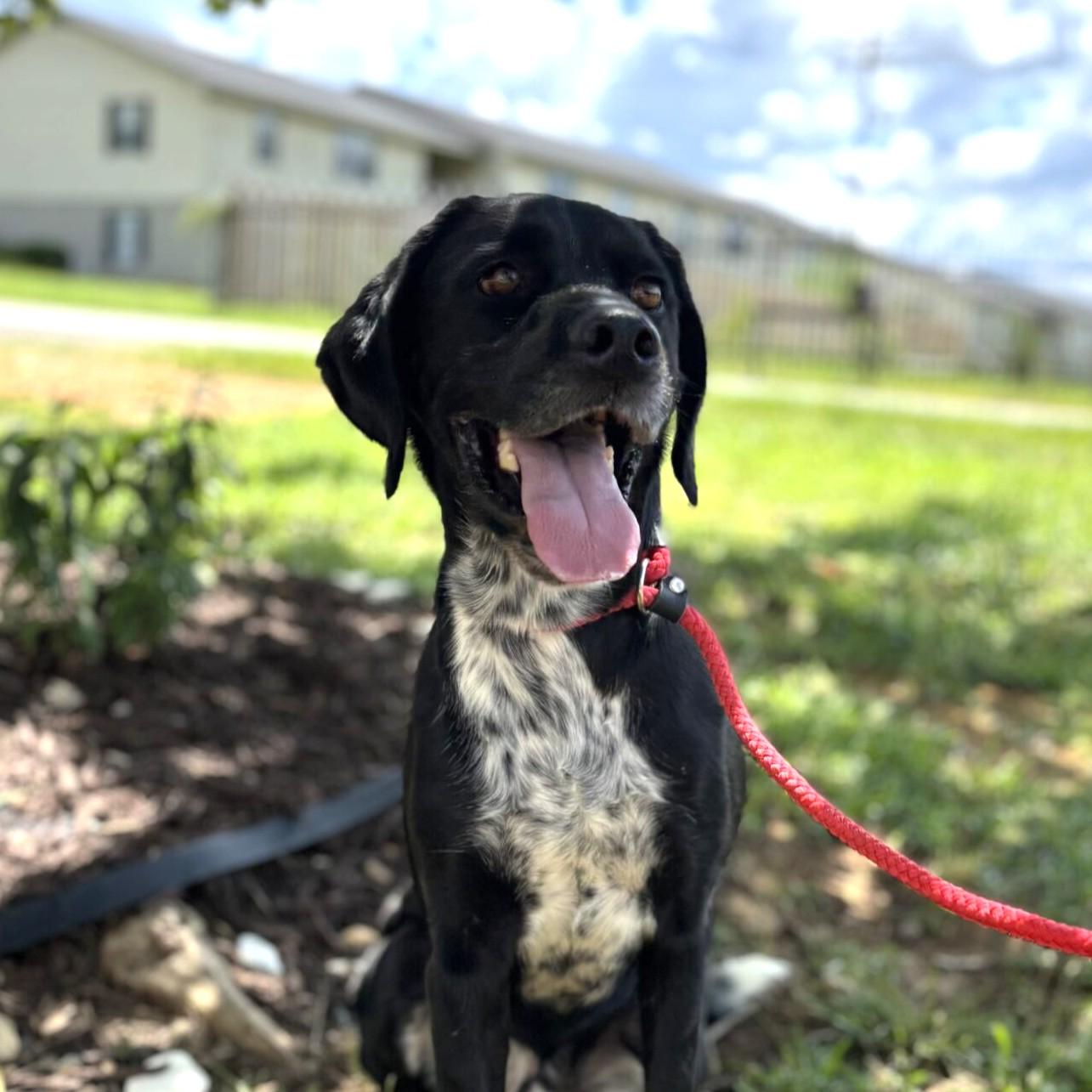 Dog for adoption - Huggie, an English Springer Spaniel &amp; Labrador ...