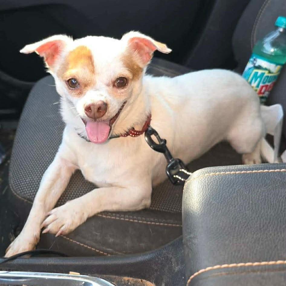 Enlarge Frank, a ADOPTABLE mixed breed in Oregon, WI image 3/4