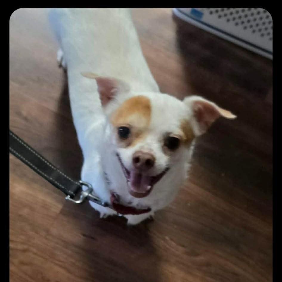 Frank, ADOPTABLE, Adult Male Chihuahua.
