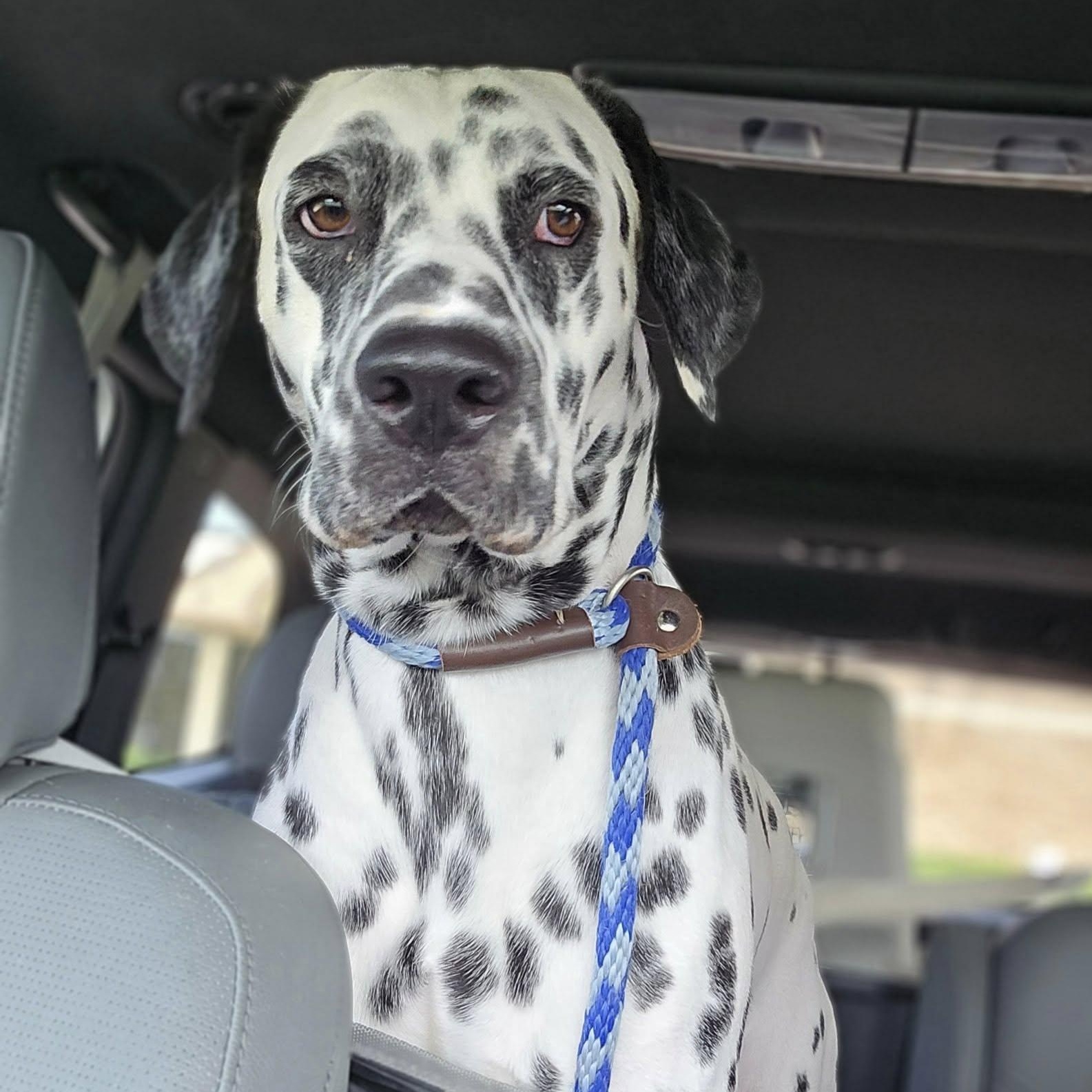 Sullivan, Adopted, Young Male Dalmatian.