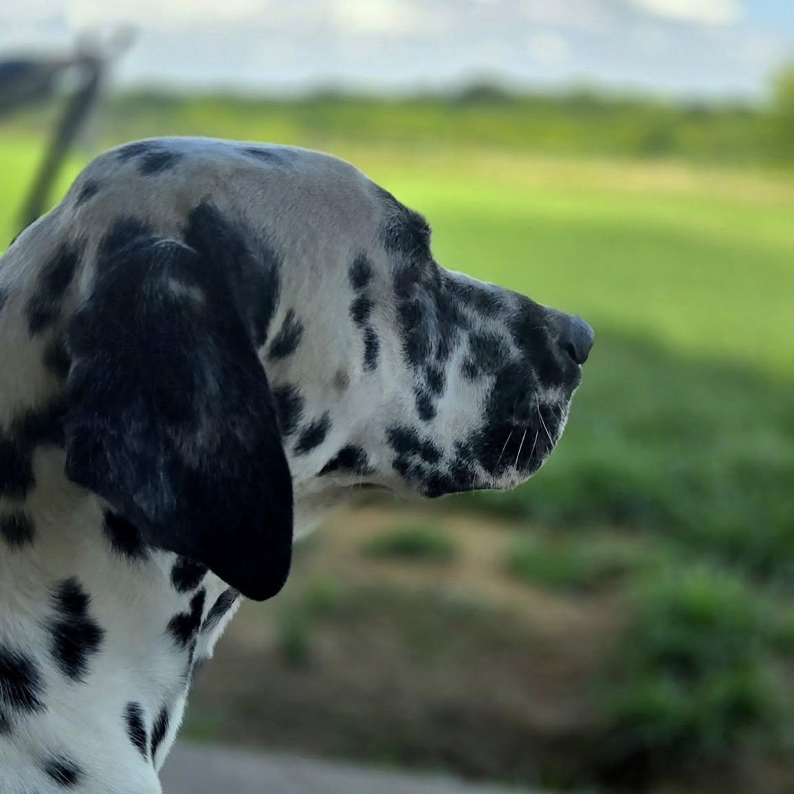 Enlarge Sullivan, a Adopted Dalmatian in Mounds, OK image 2/2