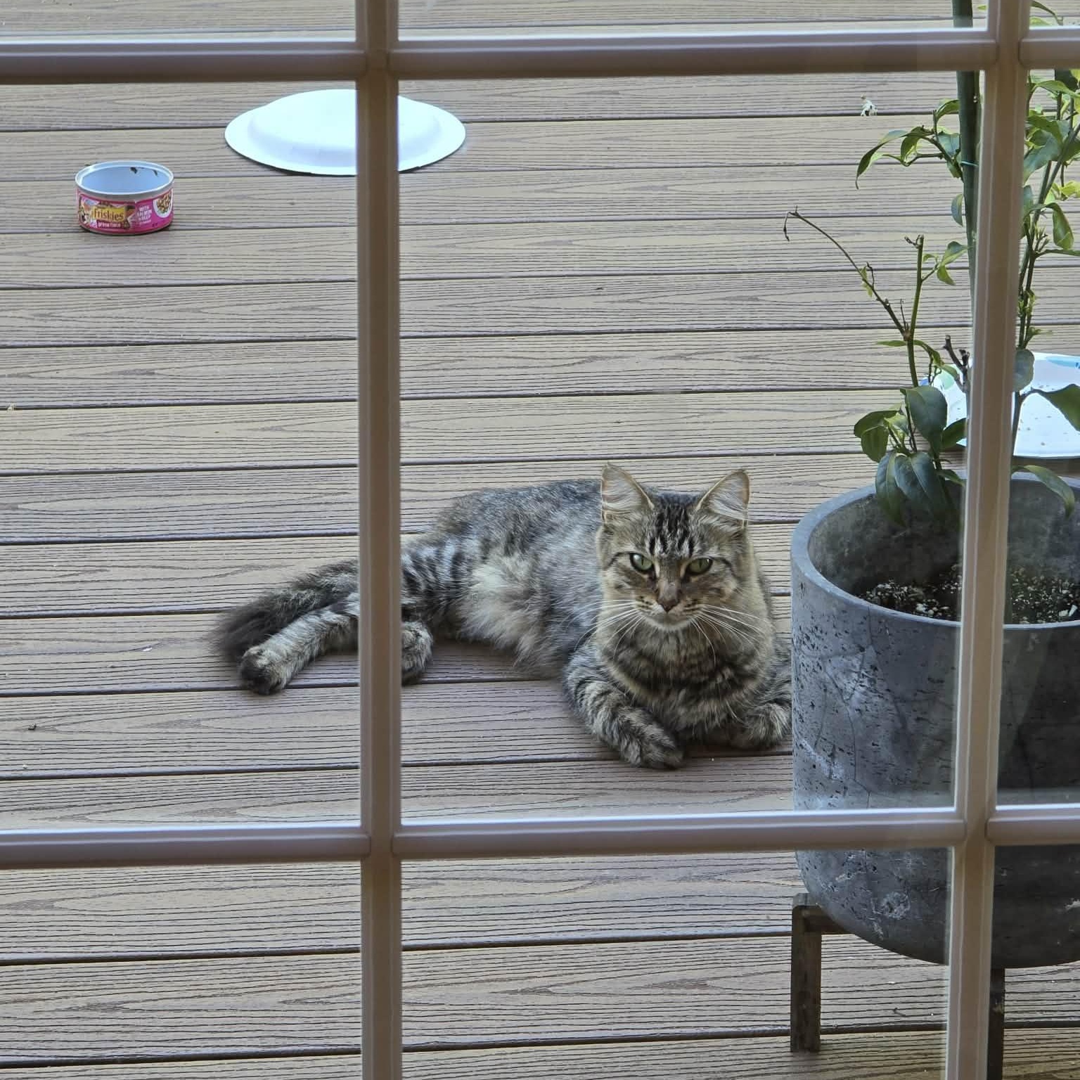 Enlarge Vermillion ****Courtesy Post*******, a ADOPTABLE Tabby in Warren, MI image 3/4