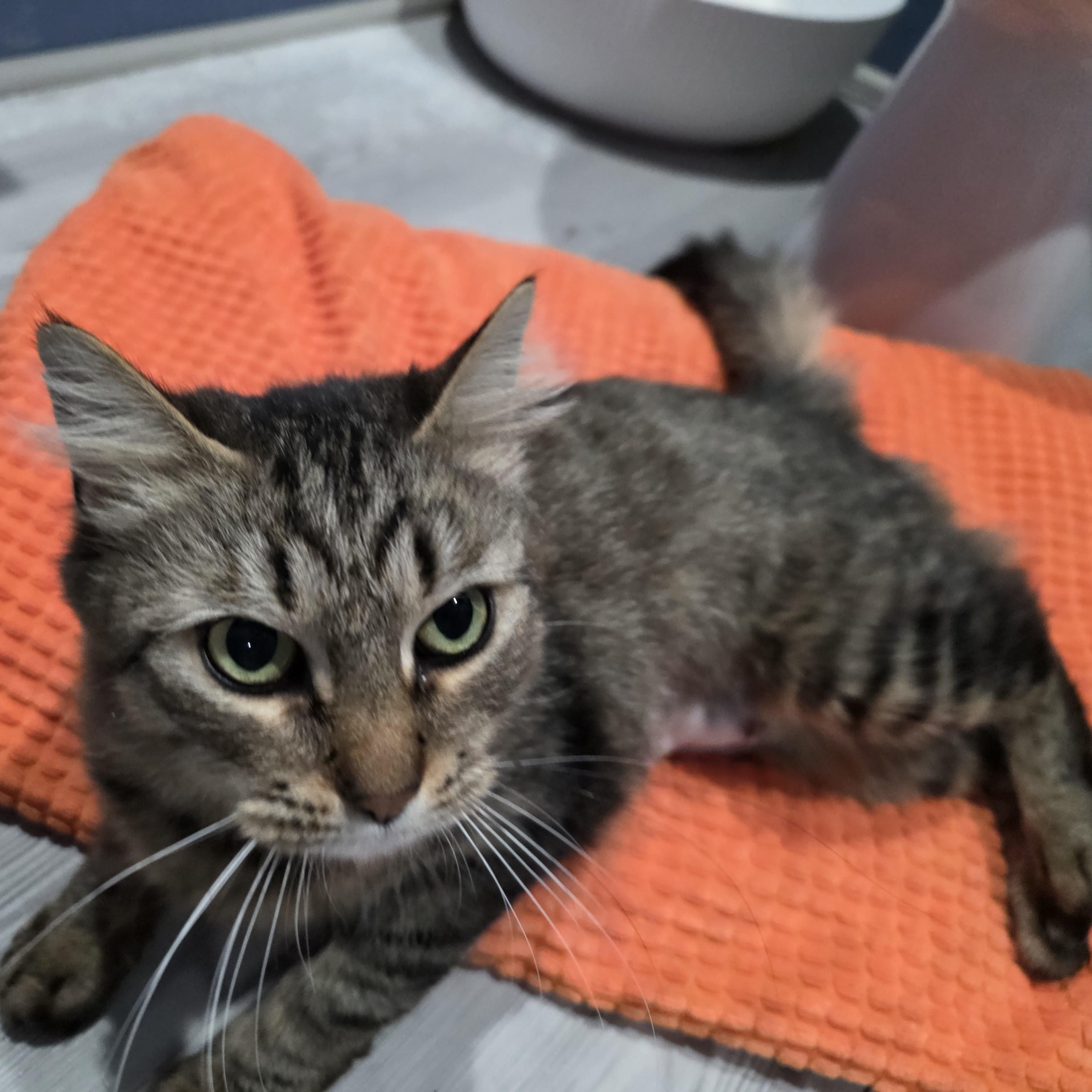 Enlarge Vermillion ****Courtesy Post*******, a ADOPTABLE Tabby in Warren, MI image 2/4