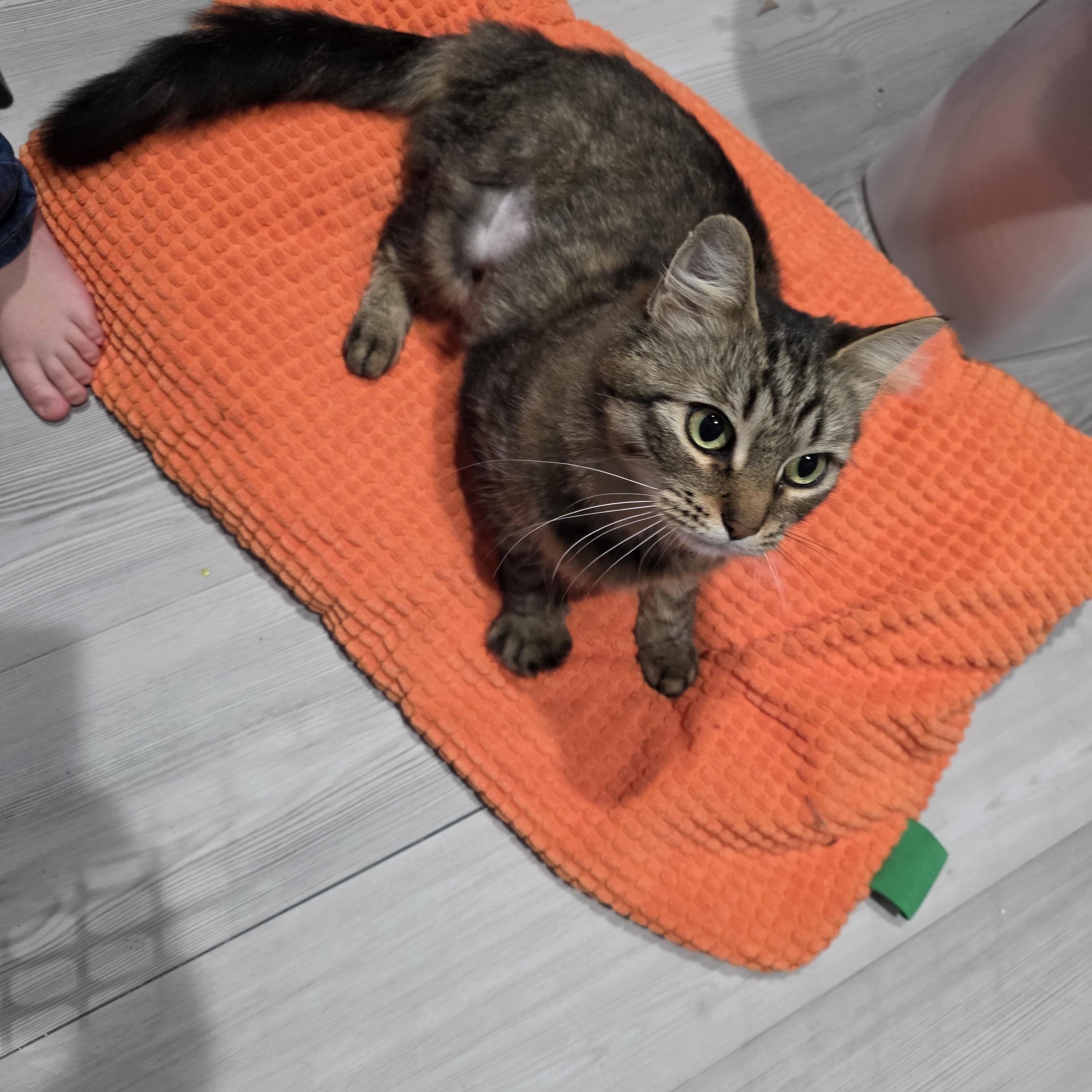 Enlarge Vermillion ****Courtesy Post*******, a ADOPTABLE Tabby in Warren, MI image 4/4