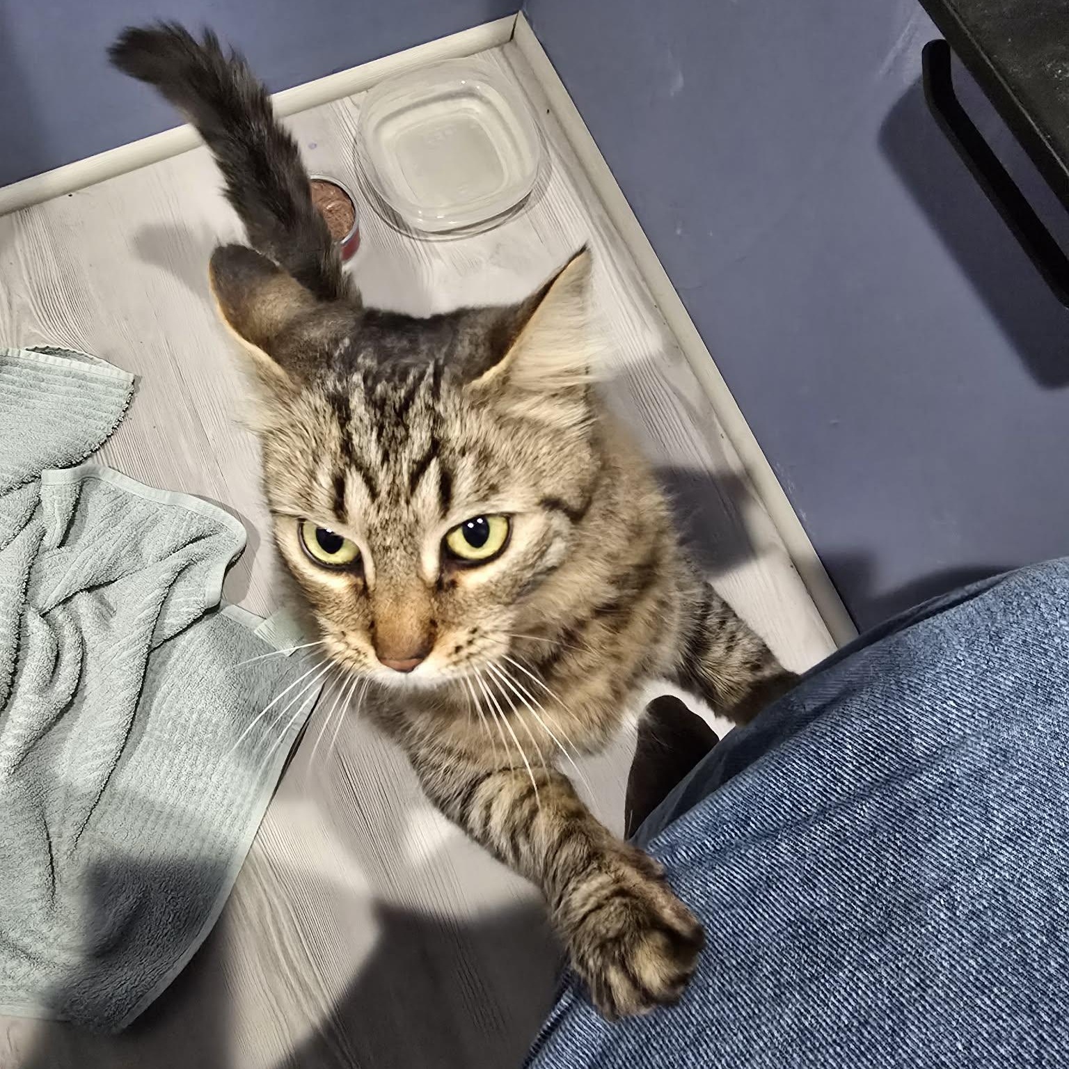 Enlarge Vermillion ****Courtesy Post*******, a ADOPTABLE Tabby in Warren, MI image 1/4